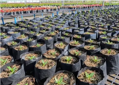 Bolsas para semillero