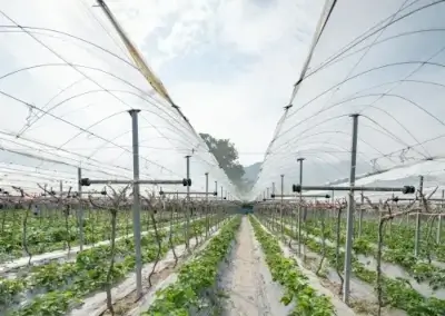 Plástico para Invernadero